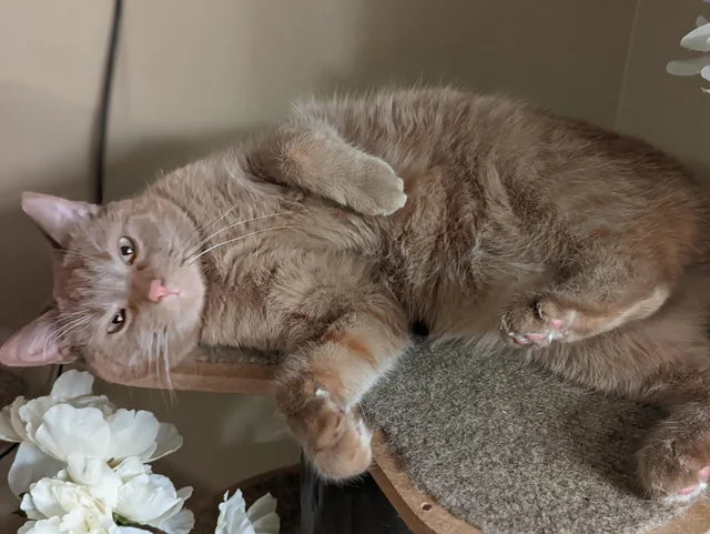 Cozy Comfort & Wellness